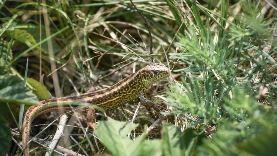 Zauneidechse (Lacerta agilis) in ihrer natürlichen Umgebung